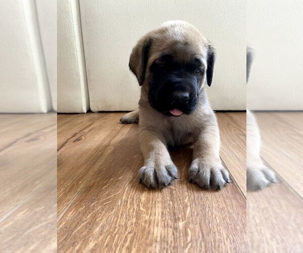 Medium Photo #16 Mastiff Puppy For Sale in CHESAPEAKE, VA, USA
