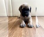 Small #15 Mastiff