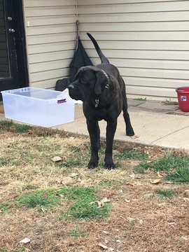 Medium Photo #1 Mastiff Puppy For Sale in BELTON, MO, USA
