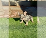 Small #9 French Bulldog