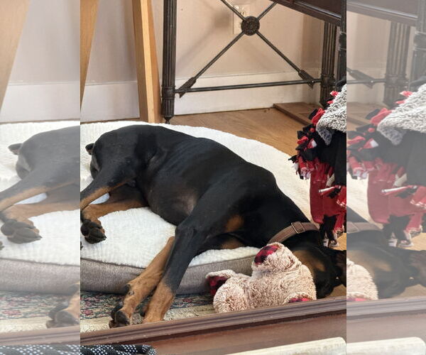 Medium Photo #8 Doberman Pinscher Puppy For Sale in Minneaoplis, MN, USA