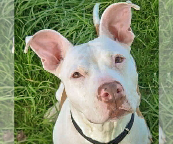 Medium Photo #7 American Staffordshire Terrier-Boxer Mix Puppy For Sale in Huntley, IL, USA