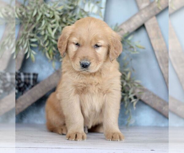 Medium Photo #1 Golden Retriever Puppy For Sale in BIGLERVILLE, PA, USA