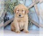 Small Photo #1 Golden Retriever Puppy For Sale in BIGLERVILLE, PA, USA