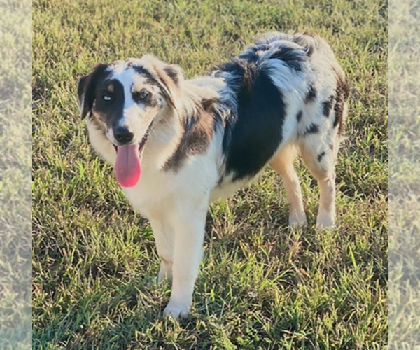 Medium Photo #1 Australian Shepherd Puppy For Sale in SALADO, TX, USA