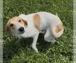Small #1 Coonhound-Great Pyrenees Mix