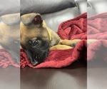 Small Photo #44 Belgian Malinois Puppy For Sale in REESEVILLE, WI, USA