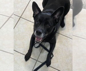 Sadie - Female Labrador Retriever-Unknown Mix Dog for Adoption - Photo #11