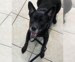 Small #10 Labrador Retriever Mix
