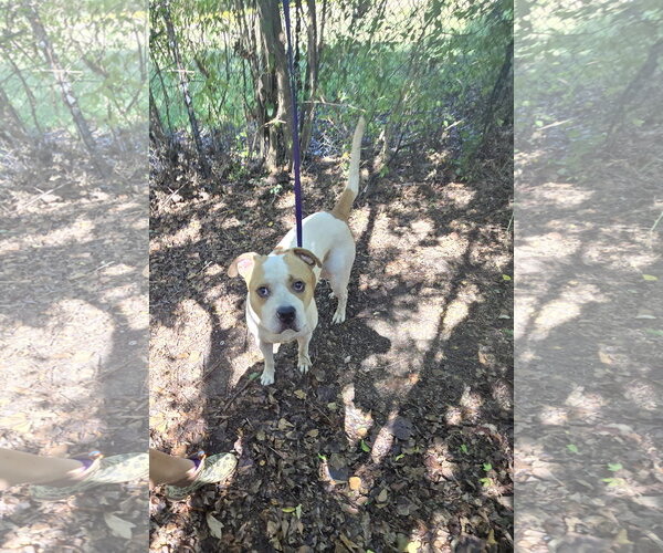 Medium Photo #3 American Pit Bull Terrier-Unknown Mix Puppy For Sale in Jackson, MS, USA