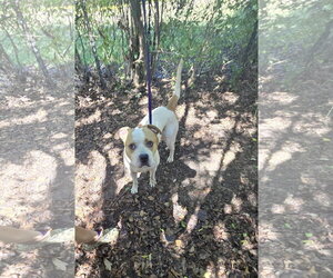 Jax - Male American Pit Bull Terrier-Unknown Mix Dog for Adoption - Photo #3
