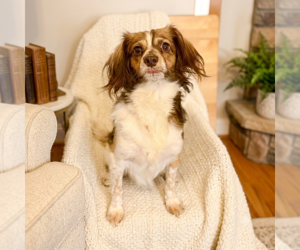 Medium Photo #1 Mutt Puppy For Sale in Vail, AZ, USA