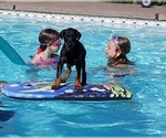 Small Photo #7 Doberman Pinscher Puppy For Sale in PORTLAND, OR, USA