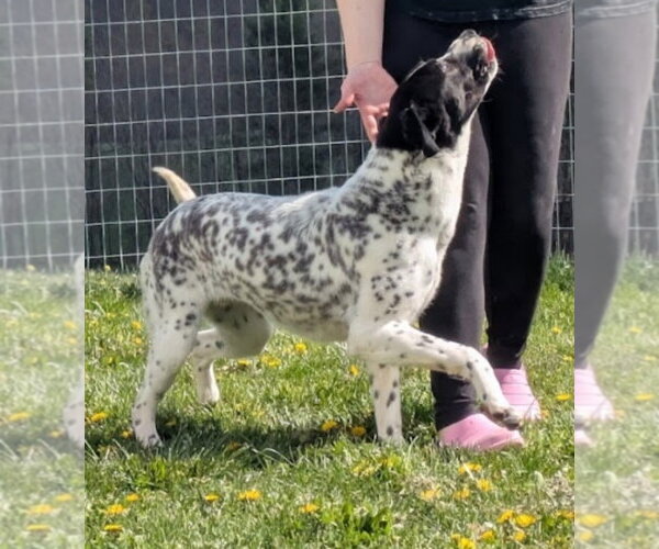 Medium Photo #3 Boxer-Pointer Mix Puppy For Sale in Westminster, MD, USA
