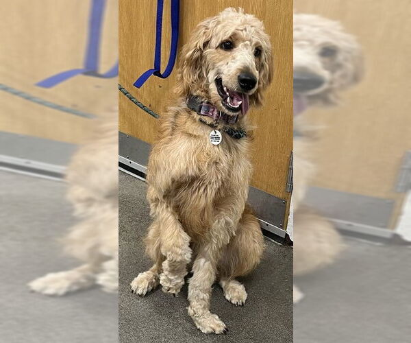 Medium Photo #1 Labradoodle Puppy For Sale in Forestville, MD, USA