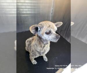 Chihuahua-Unknown Mix Dogs for adoption in San Antonio, TX, USA