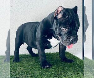 American Bully Puppy for sale in CAPE CORAL, FL, USA