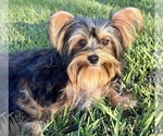 Sami - Female Yorkshire Terrier Puppy for Sale - Photo #4
