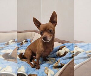 Chihuahua-Unknown Mix Dogs for adoption in Sequim, WA, USA
