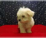 Small Photo #12 Maltese Puppy For Sale in PATERSON, NJ, USA