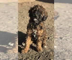 Poodle (Miniature)-Poodle (Standard) Mix Puppy for sale in LONGMONT, CO, USA