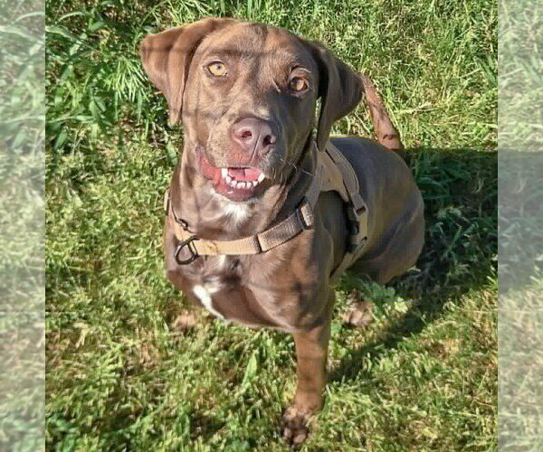 Medium Photo #4 - Mix Puppy For Sale in Huntley, IL, USA