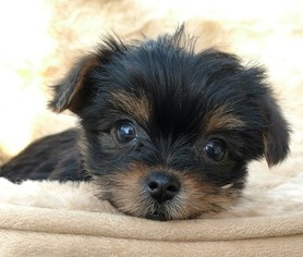 Shorkie Tzu Puppy for sale in WARREN, MA, USA