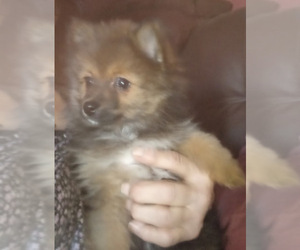 Pomeranian Puppy for sale in SPOTSYLVANIA, VA, USA
