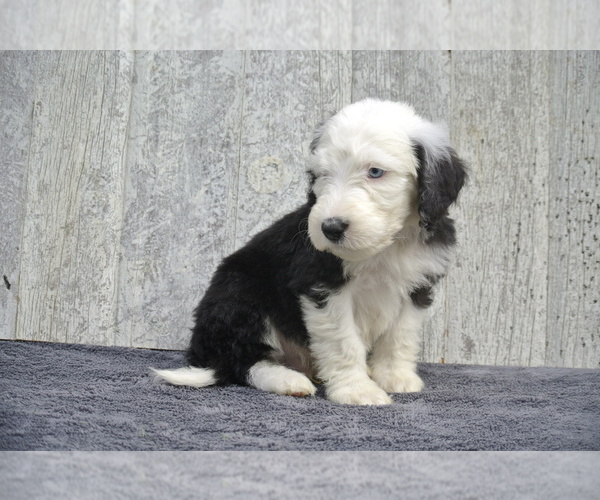 Medium Photo #5 Sheepadoodle Puppy For Sale in FREDERICKSBG, OH, USA