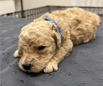 Puppy Puppy Blue Goldendoodle
