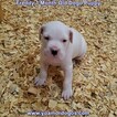 Small #98 Dogo Argentino