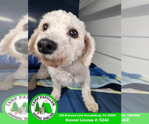 Medium Photo #2 Bichon Frise Puppy For Sale in Stroudsburg, PA, USA