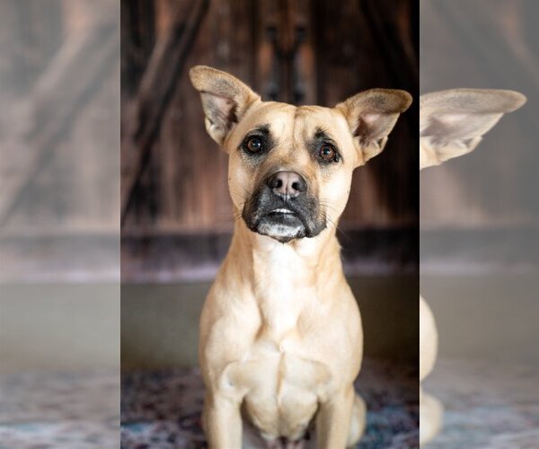 Medium Photo #1 Boxer-Unknown Mix Puppy For Sale in St. Louis Park, MN, USA