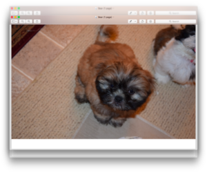 Shih Tzu Puppy for sale in CAPE CARTERET, NC, USA