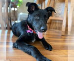 Small #1 Border Collie Mix