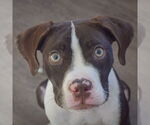 Small #1 American Staffordshire Terrier-Boxer Mix
