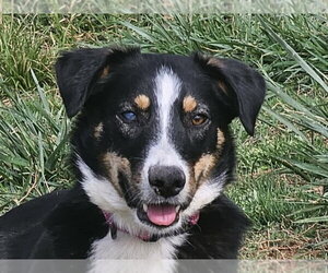 Australian Shepherd-Unknown Mix Dogs for adoption in Cookeville, TN, USA