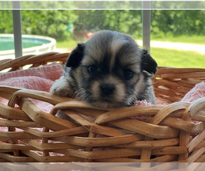 Shiranian Puppy for sale in CALLAO, MO, USA