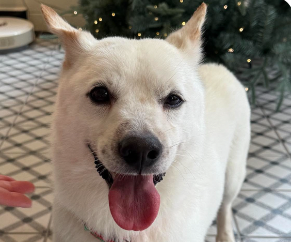 Medium Photo #1 Mutt Puppy For Sale in San Ramon, CA, USA