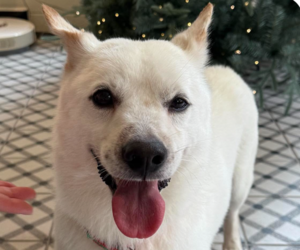 Mutt Dogs for adoption in San Ramon, CA, USA