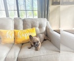 Small #4 French Bulldog