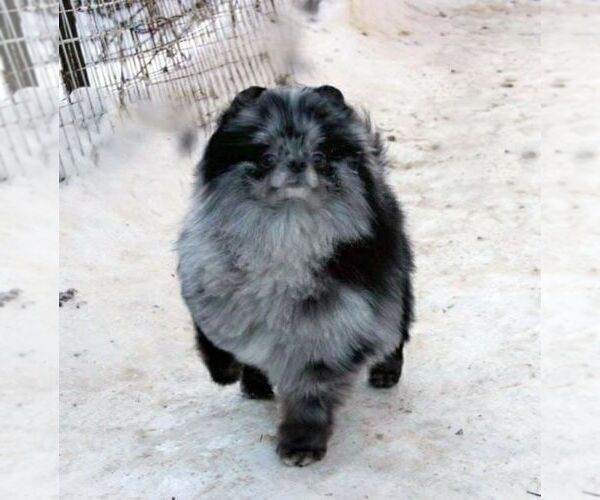 Medium Photo #1 Pomeranian Puppy For Sale in SUNNY ISL BCH, FL, USA