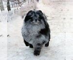 Small Photo #1 Pomeranian Puppy For Sale in SUNNY ISL BCH, FL, USA