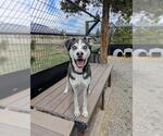 Small Siberian Husky
