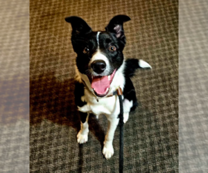 Collie-Unknown Mix Dogs for adoption in Brooklyn Center, MN, USA