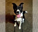 Small Collie Mix