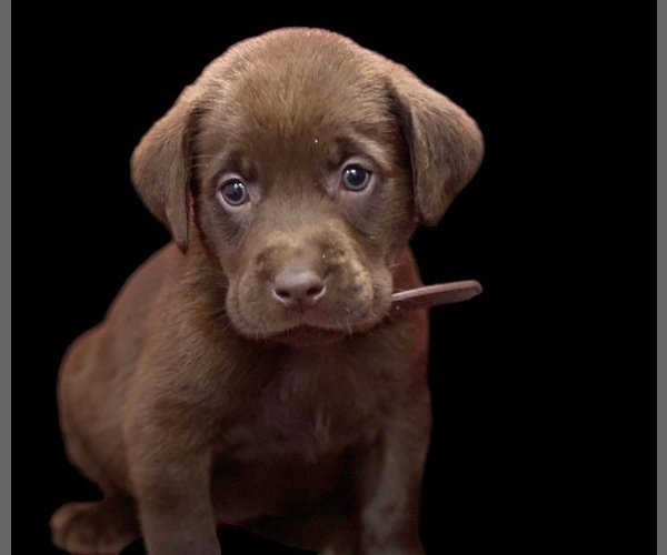 Medium Photo #2 Labrador Retriever Puppy For Sale in NEOLA, WV, USA