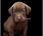 Small #1 Labrador Retriever
