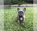 Small Photo #40 French Bulldog Puppy For Sale in WHITTIER, CA, USA