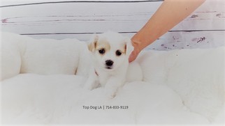 Maltipoo-Unknown Mix Puppy for sale in LA MIRADA, CA, USA